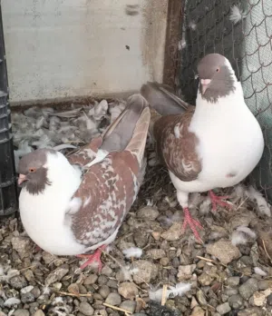 زوج مدينة مكتف وحمام عاديات للبيع