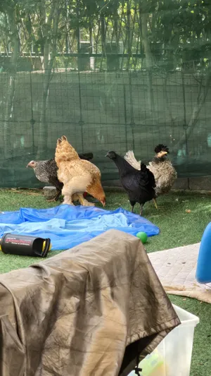 Chickens2