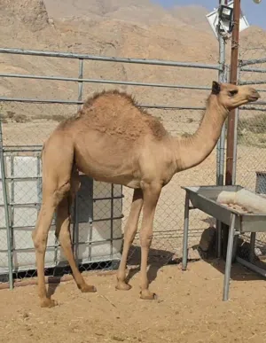 للبيع قعود من سلاله طيبه