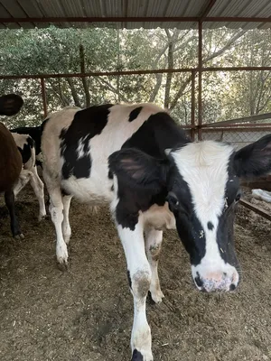 ‏أبقار‏2