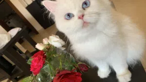 قطه هيمالايا أبيض ثلجي للبيع