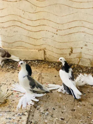 انثاج هزه وتشخشيره الله يبارك
