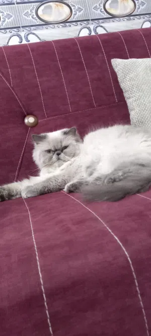 قط لتبني ملقح وياه دفتر لقاح لي ياخذه يخاف الله بي معقم ما يطلب تزواج عمره سنتين