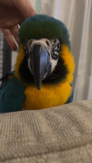 8- months blue&gold macaw