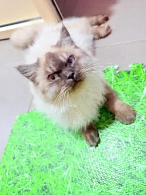 Himalayan, Brownish, Male cat