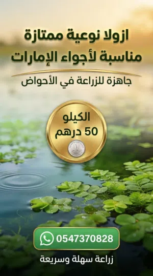 ازولا نوعية ممتازة