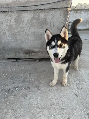 Husky2