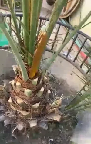 حديد الأشجار