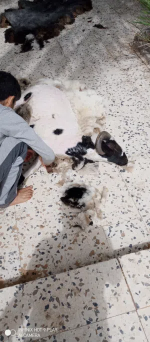 جز صوف الأغنام . شهر 4 5 أقرا الوصف