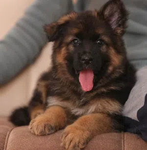 GERMAN SHEPARD FEMALE PUPPY SHOWLINE
