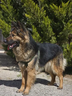 انثى جيرمن شيبرد بيور مستوى عالي