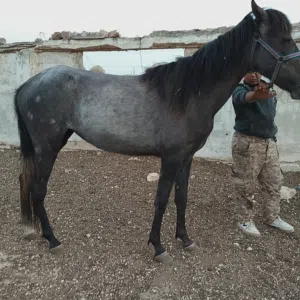 مهره اصيله