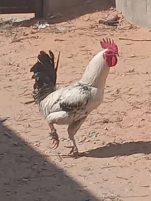 ديك عربي العمر تسعة أشهر