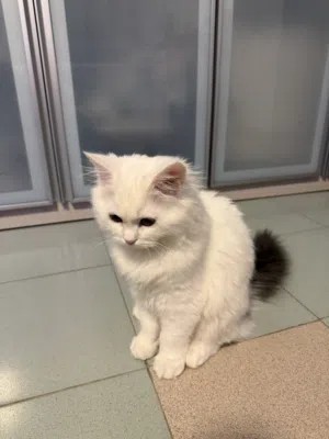 قطة شيرازية للبيع  Turkish Angora cat for sale