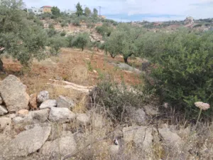 Farm Land for Sale in Salt Al Balqa'