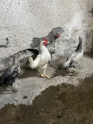 سلام عليكم دجاج فروجات عرب البيع