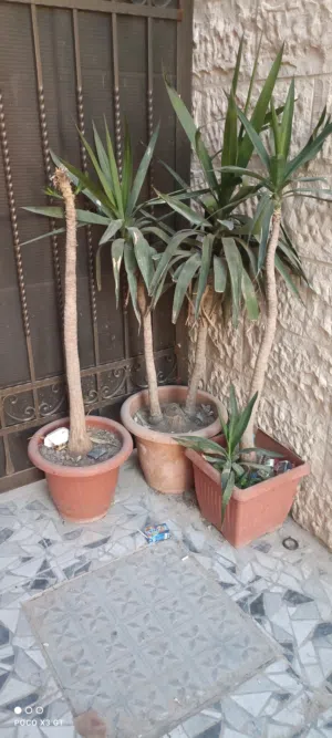 3 شجر نخيل للبيع