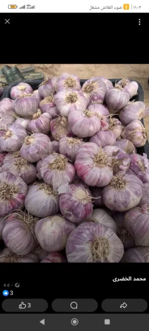 ثوم ليبيا