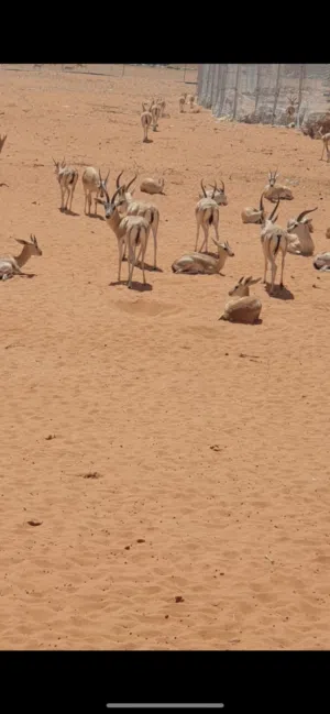 ريم عربي تربية مزارع صحة جيدة جدا ذكور واجواز المزاحمية