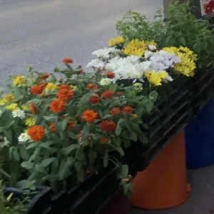 مروة العمول 