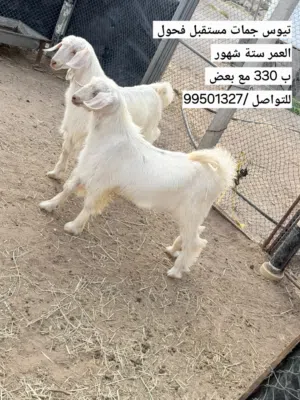 تيوس جمات الصنف الجامودي الممتاز حلال الجبل الاخضر مستقبل فحول