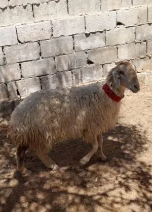 عقيقه ذبيحه نذر فدو بلدي