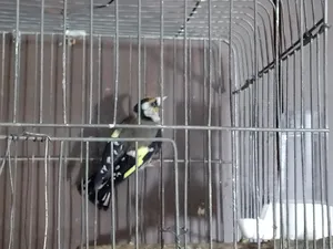 Birds0