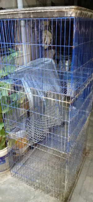 Other Animals3