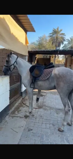 للبيع خيل عرب البحرين العمر 5 سنوات للبيع    الاستفسار
