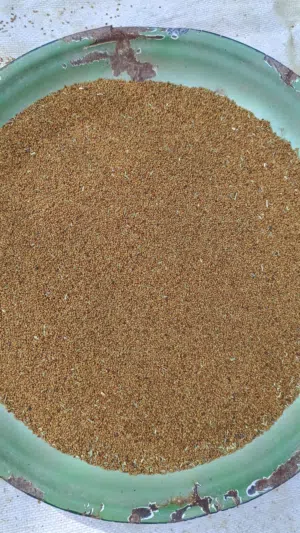 للبيع بذر قت عماني اصلي مضمون 100% انتاج 2025