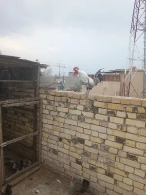ديك ودجاحات2 بياضات ب 50 بوالخصيب حمدان