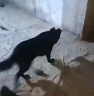 جيرمن شيبرد عمر سنتين