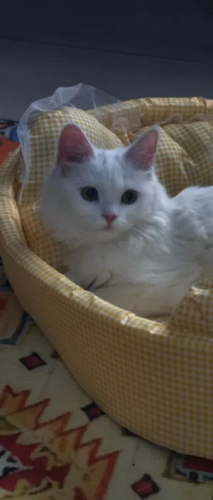Turkish Angora sweeeeet cat...vaccinated. in a very good health..almost 2kg..maximum 4-month old