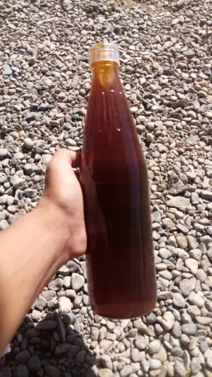 عسل برم التربيه