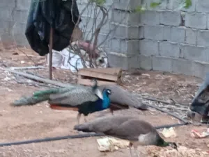 طاووس دكر وانت
