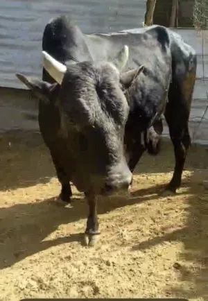 ثور  عربية