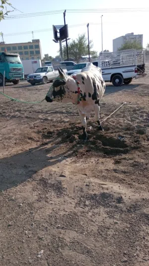 عجل ربااعي جديد مده وشور