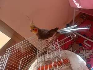 ‏ببغاء‏4
