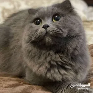 منال شطاطبي 