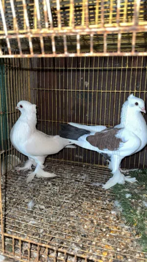 حمام زينه وعاديات