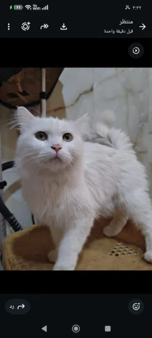 4 قطط للتبني (مجانا)