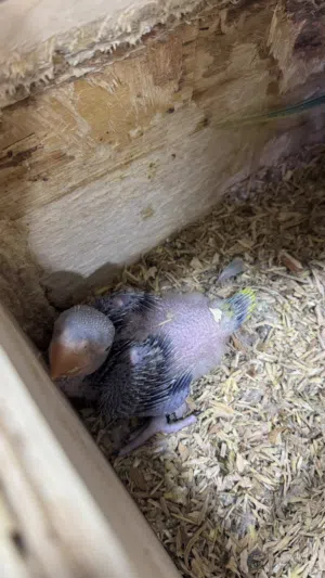 للبيع فرخ نيبالي حجم Baby Parrot