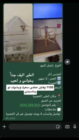 باينبل كنيور الي له خاطر يتواصل وياي على الواتس والرقم تحت ف الوصف