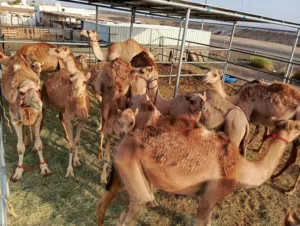 جعدان وبكار جمال محليه
