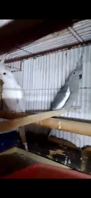 كوكتيل جوزين شغلات مية بامية