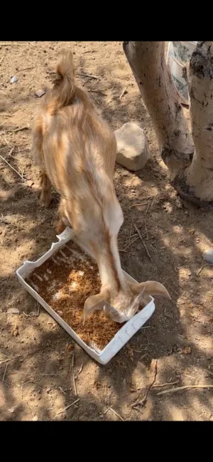 للبيع تيس ...