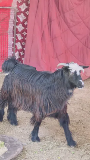 تيوس 2 للبيع