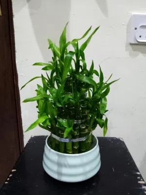 lucky bamboo