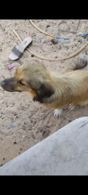 للبيع مالتيز