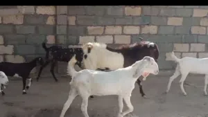 حلال باكستاني بيور للبيع ب الجمله فرصه